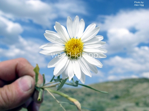 aster, woody